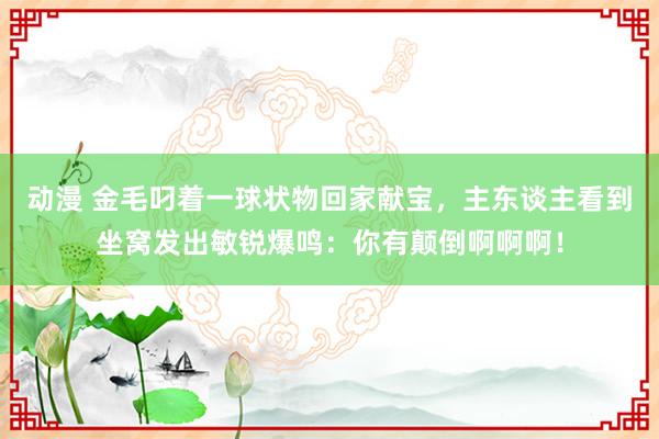 动漫 金毛叼着一球状物回家献宝，主东谈主看到坐窝发出敏锐爆鸣：你有颠倒啊啊啊！