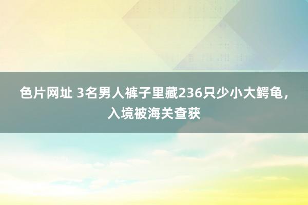 色片网址 3名男人裤子里藏236只少小大鳄龟，入境被海关查获